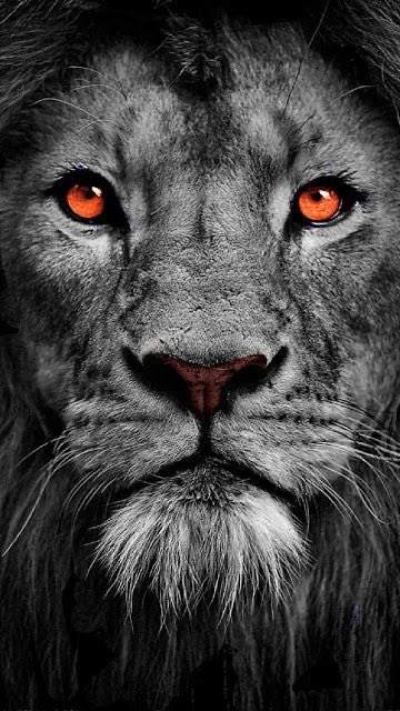 TheLionPage's tweet photo. The Lion doesn't concern himself with your pathetic shills https://t.co/O9pVTjQr9D