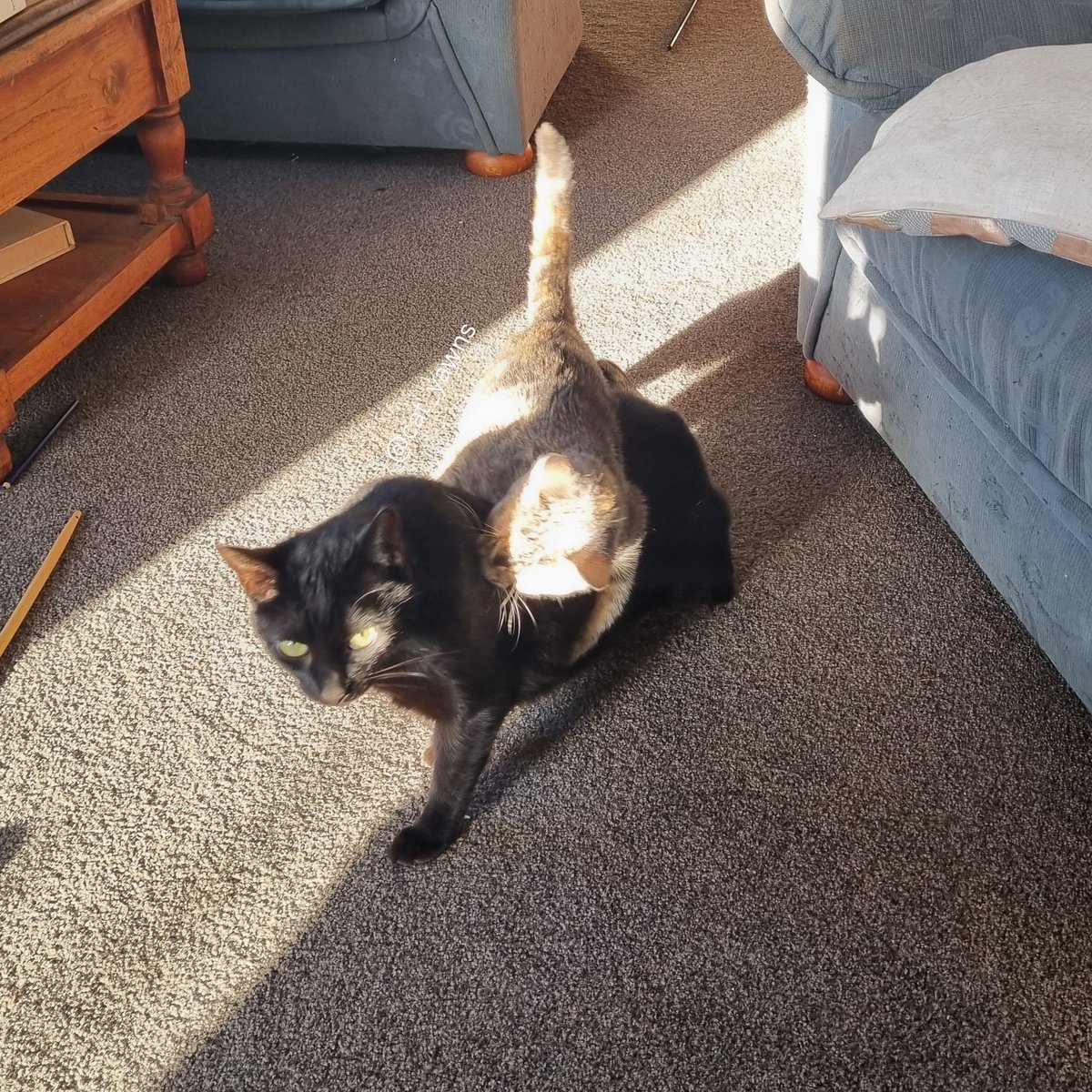cat_yawns's tweet photo. "The things I have to deal with" https://t.co/faOOmDy2Ds