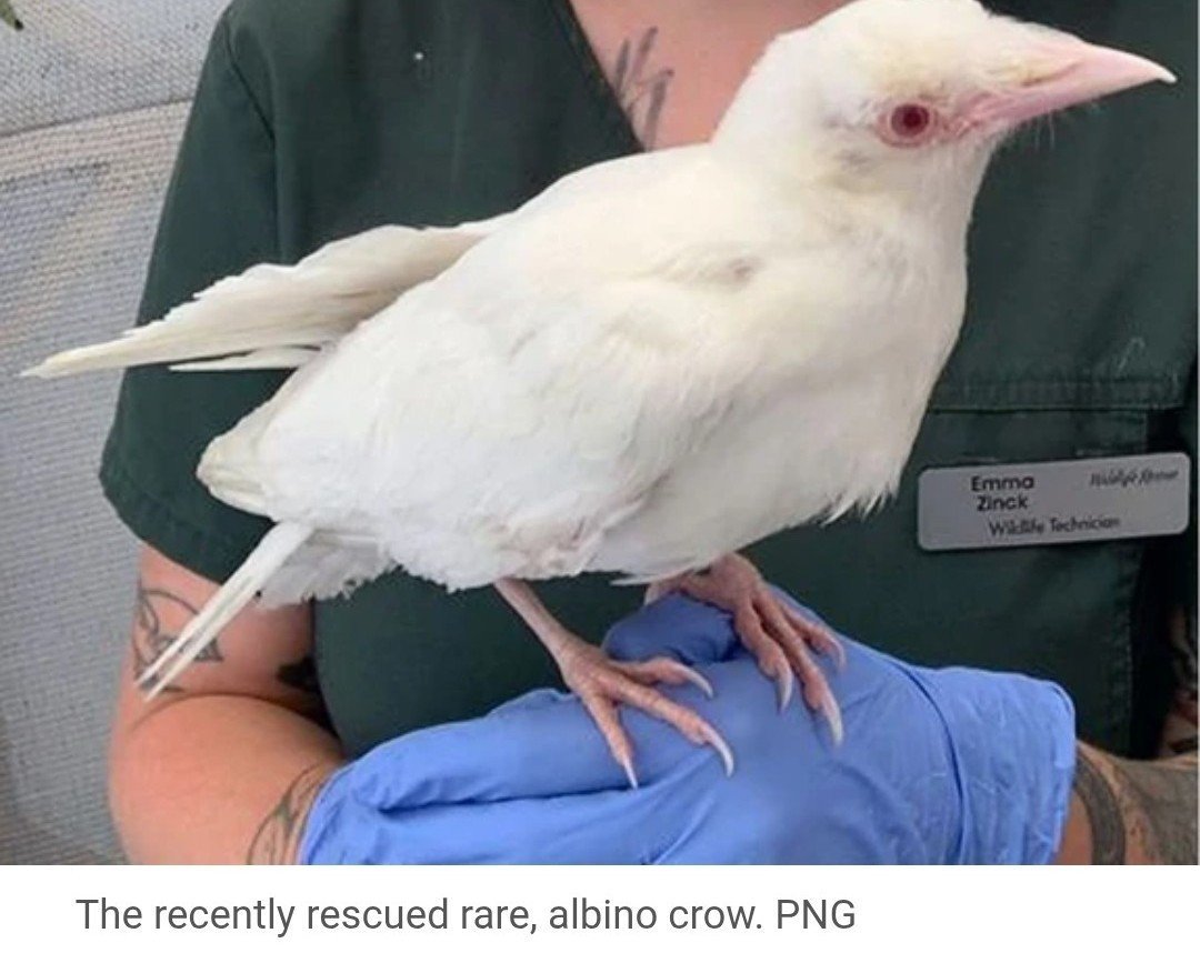 The_Regal_Raven's tweet photo. Albino crow https://t.co/pkWIWpC6r9