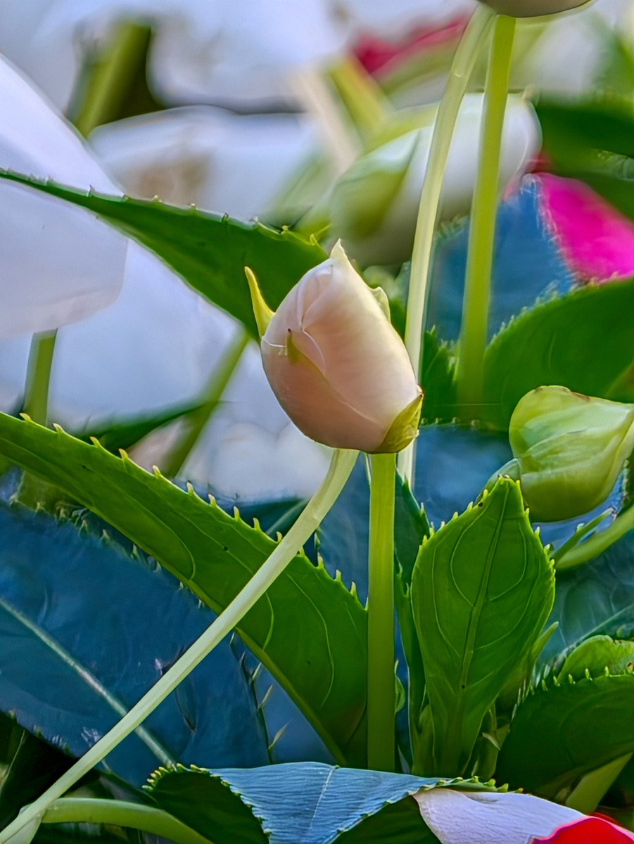 yo_mismo1's tweet photo. Shot on @oppo x @hasselblad
Hasselblad Teleconverter.

@OPPOEspana #OPPOFindX9Ultra
#OPPOCommunity #InspirationHaead
 
#ShotOnSnapdragon #Snapdragon 8 Elite Gen 5 #SnapdragonInsiders https://t.co/CJvHFtrjPP