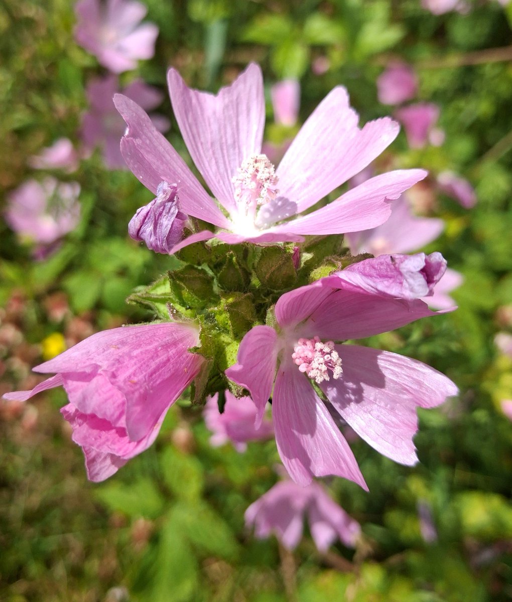 AdrianHarding99's tweet photo. The final pinks of summer. #GardensHour @GardensHour #gardens https://t.co/4nuCXz82qm