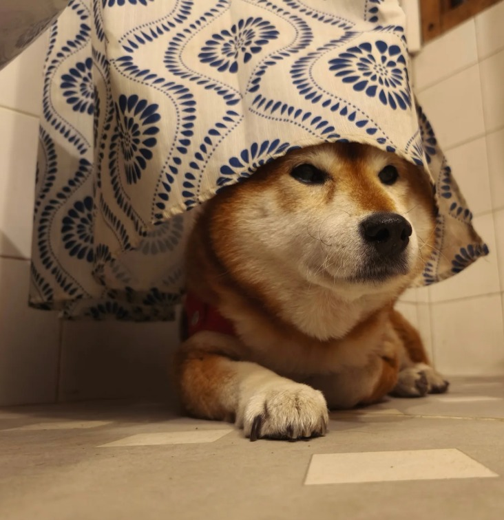 hipolitacalmate's tweet photo. por algún motivo la perra se mete al baño, busca la cortina y se la pone de sombrero y se queda ahí 5-10 minutos y después se va. Lo hace casi todos los días. https://t.co/mV8KyhkiFu