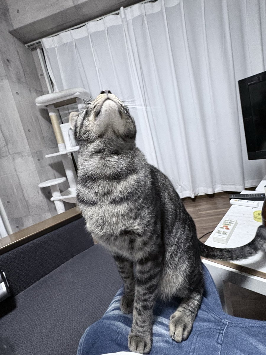 urachan_com072's tweet photo. 最近激烈仲良 https://t.co/jlvavhI6gD
