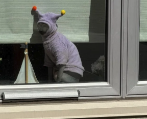 RidgeDurocher's tweet photo. I found this jester cat on reddit, posted only 3 hours with already 3k upvotes
and people LOVE HIM
since everything larp, psyop and slop is sending
its all jus a jester act
cat version of jimothy emerging from reddit
https://t.co/bPdxTy0nNT