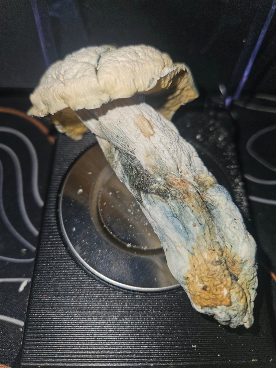 OWSLEY_0's tweet photo. 🍄‍APE SHROOM 🍄

Reach out via link for your orders 👇📩📦
https://t.co/SvcJoXHyAl

KEEP OUT OF REACH OF CHILDREN 🔞 https://t.co/RSc8axyhHA