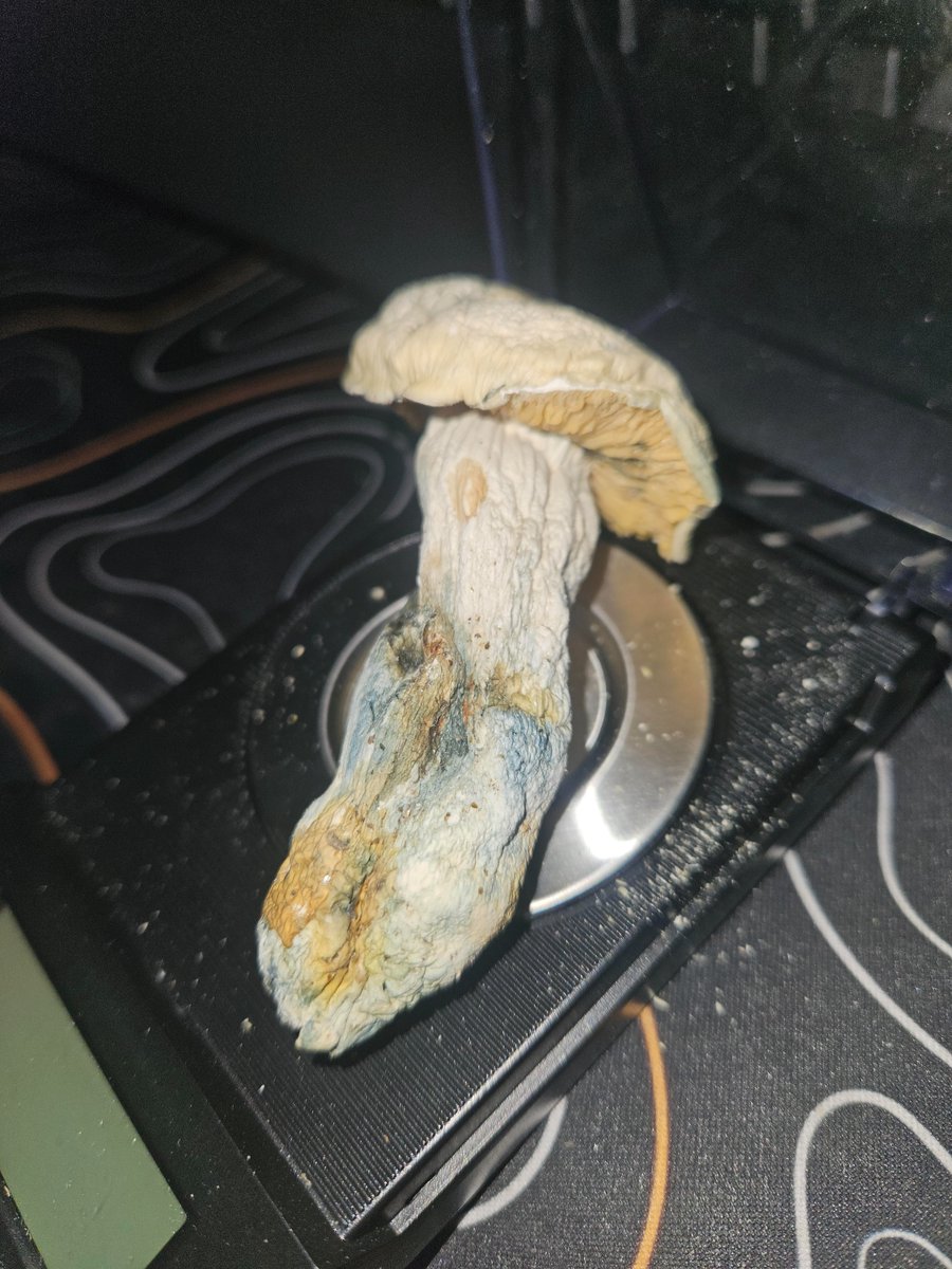 OWSLEY_0's tweet photo. 🍄‍APE SHROOM 🍄

Reach out via link for your orders 👇📩📦
https://t.co/SvcJoXHyAl

KEEP OUT OF REACH OF CHILDREN 🔞 https://t.co/RSc8axyhHA