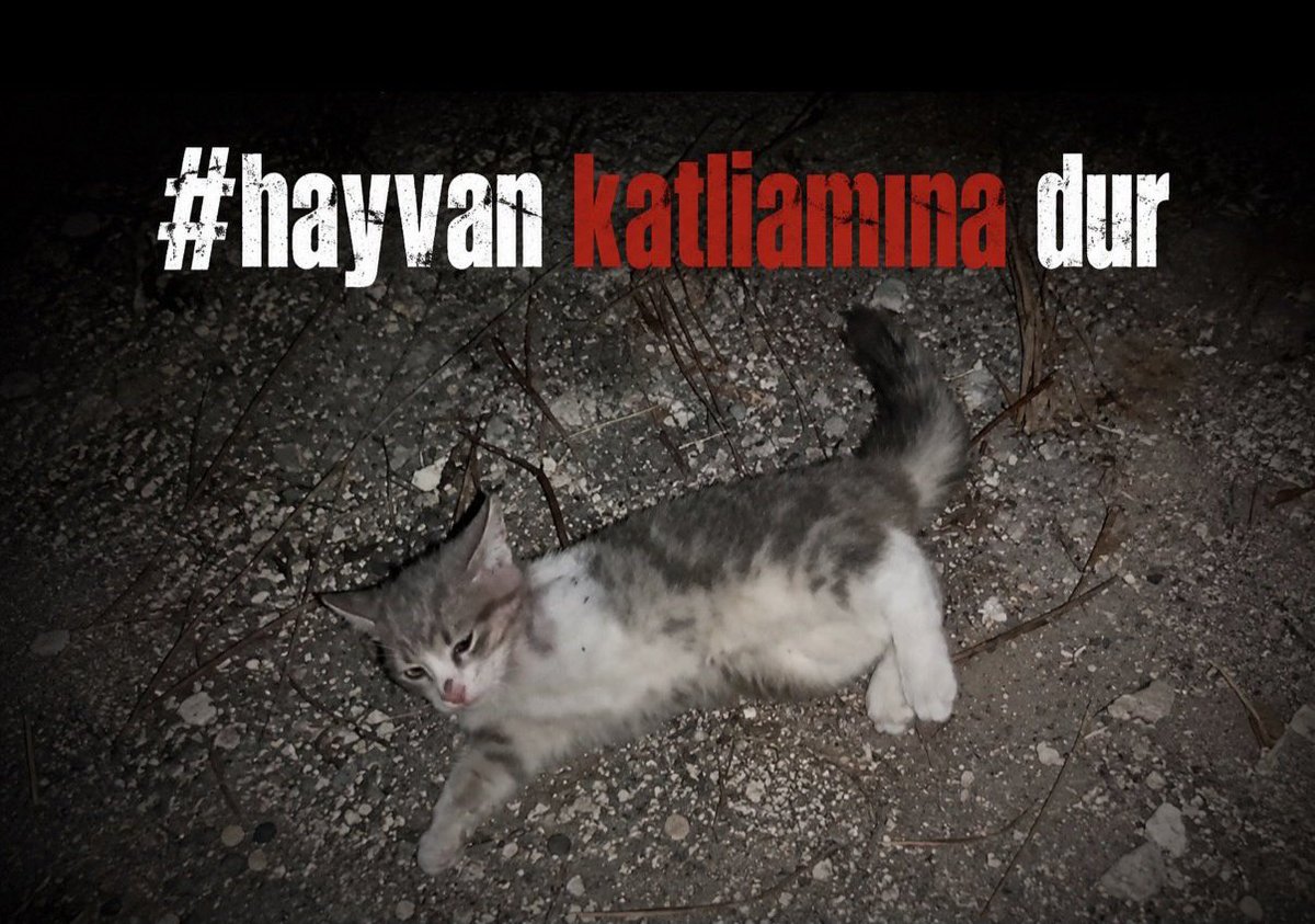 bieristleben's tweet photo. Insanlığımdan utanıyorum. 
Psikolojim darmadağan oldu .
Yavru kediyi katleden canileri  devlet yetkilileri yerine hayvanseverlerin araması ne kadar tuaf. 
#HayvanKatliamınaDurDe
#HayvanaŞiddetSuçtur
#HayvanlaraDokunma 
Yaşattıklarınızı yaşamadan gebermeyin. https://t.co/eSqSnzlaag