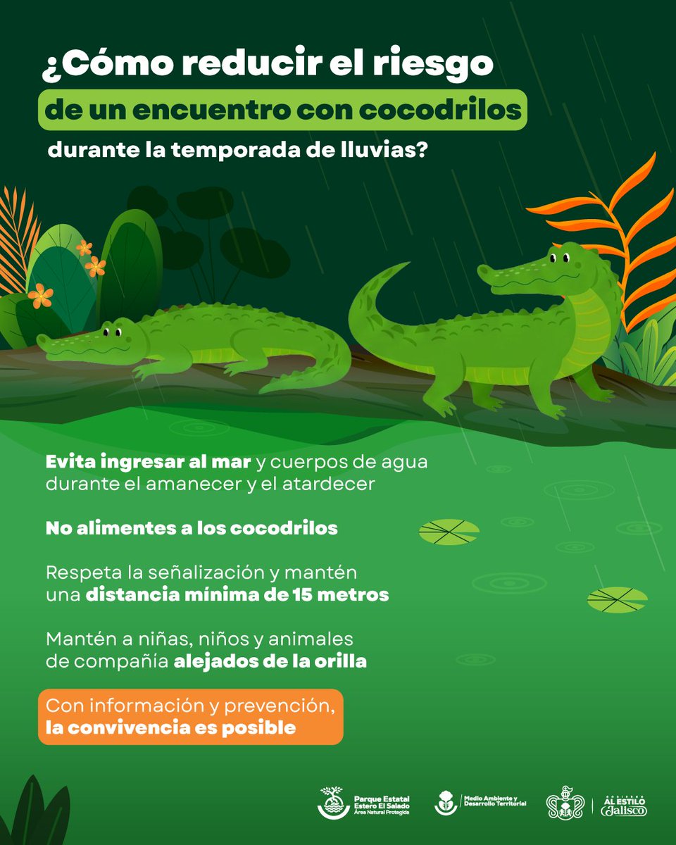 SemadetJal's tweet photo. 🐊 En temporada de lluvias, los cocodrilos pueden desplazarse entre esteros, lagunas, ríos y el mar.

Respeta la señalización, evita ingresar al agua al amanecer y por la noche, y mantén una distancia segura.

🌿 Prevenir también es aprender a coexistir con la fauna silvestre. https://t.co/rOhqUDMHaa