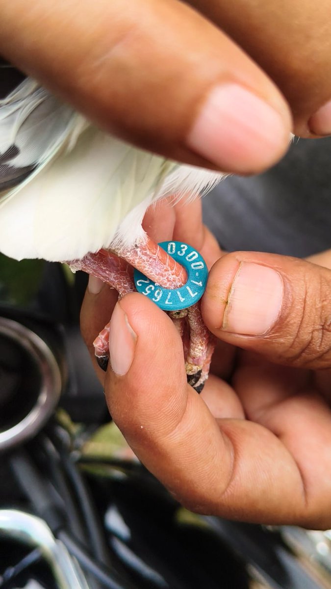 ANI's tweet photo. J&amp;K: A pigeon was captured by J&amp;K Police near International Border in Hiranagar Sector of Kathua today. The pigeon had a numbered blue ring around its foot. J&amp;K Police is investigating the matter.

(Pic: J&amp;K Police) https://t.co/bLG9tNHWaU