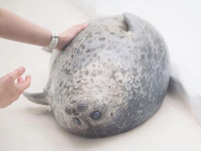 Cheese12_09's tweet photo. Wow this post kinda exploded
Have a cute Lil seal. https://t.co/31ZbJeU4XT