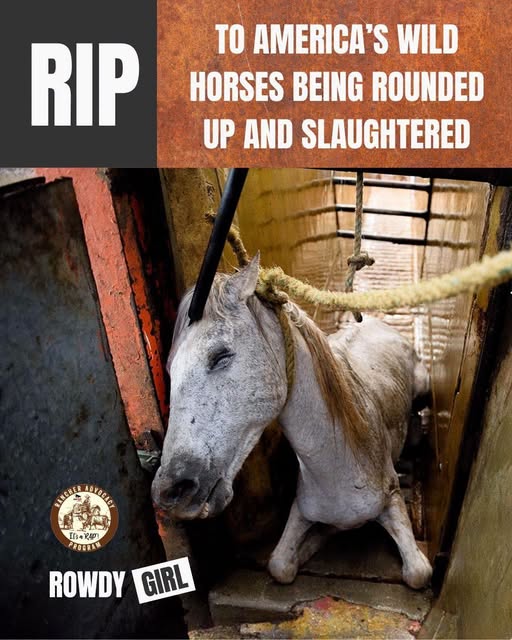 RancherAdvocacy's tweet photo. Really, y’all? This is America now?
Rounding up our wild horses, selling them to Canada to be slaughtered for profit?
A NY Times journalist reported that the numbers of wild horses at auction has increased dramatically.
There's no inherent respect for the land or its inhabitants. https://t.co/HPPCOnc9Ih