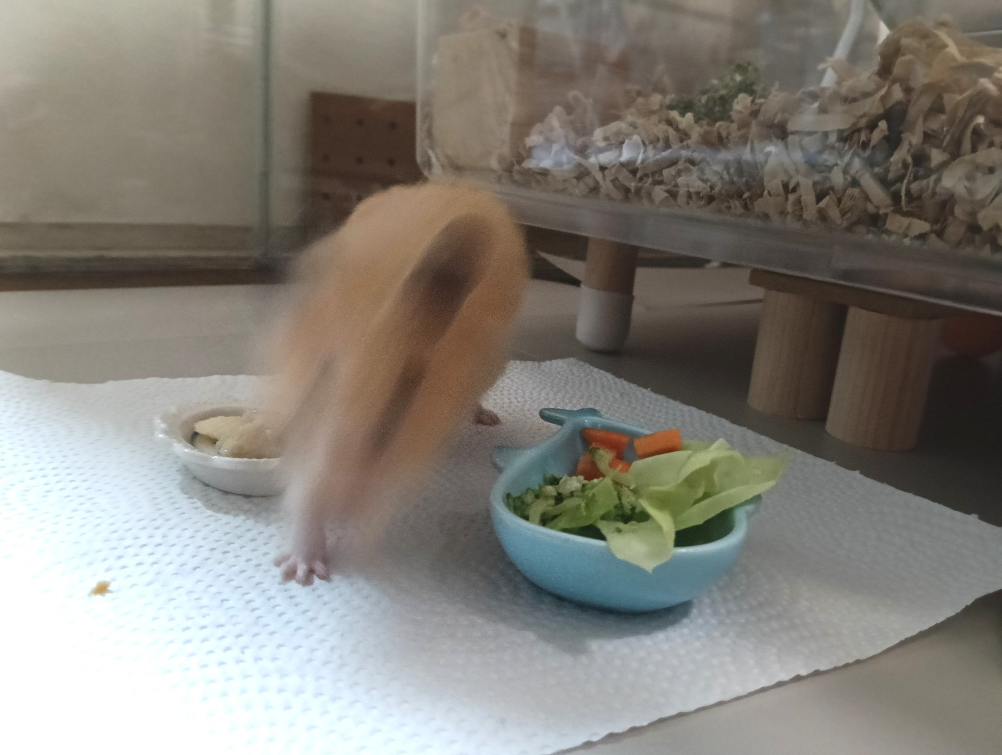 ぐる🐹 on X: 