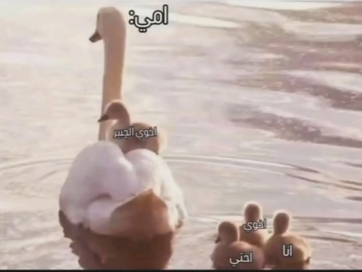 7744Amon's tweet photo. أمي: كلكم أحبكم نفس بعض وما أفرق بينكم https://t.co/Hy9xLL5TQc