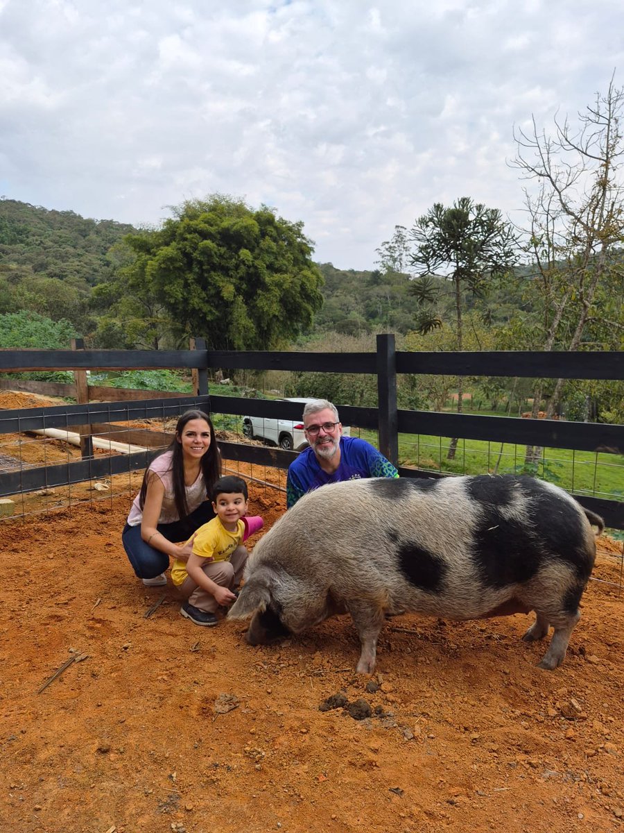 AResgates's tweet photo. Ensinamos nosso menino desde cedo a amar e respeitar os animais. 
Nossa menina Amarela, no Rancho São Miguel sob os cuidados da @doutorapig! 🐽🌸

#porquinho https://t.co/Z2WTmcFfD2