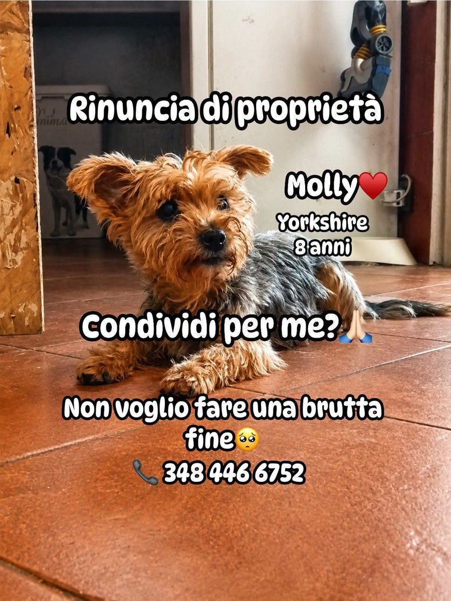 Gioia46507476's tweet photo. Adottate/condividete, per favore. Come si può rinunciare a una creatura così carina? 🙏❤️🙏❤️🙏❤️🏡🏡🏡❤️🙏❤️🙏🏡🙏 https://t.co/4I7bmTrf15