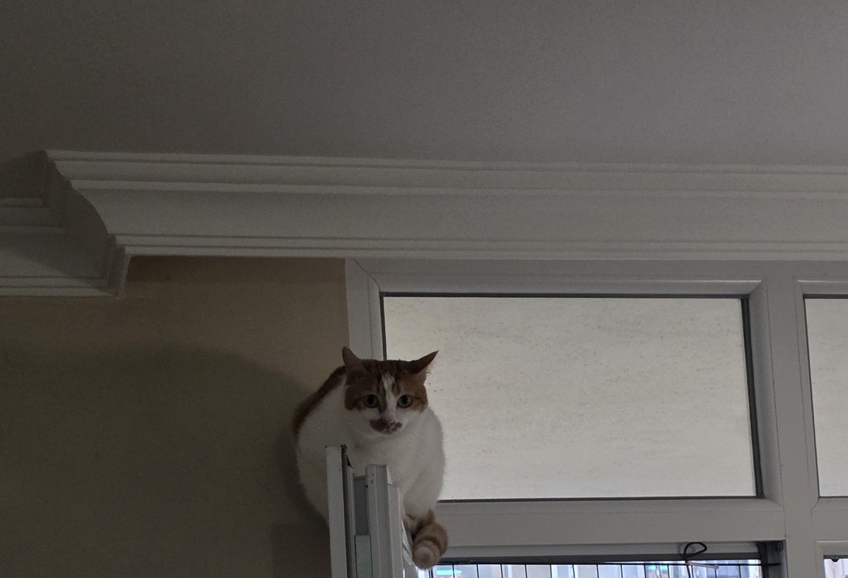 Li10elMesssi's tweet photo. kedi sevmek güzeldir de
sevdirmeyip pimapen üzerinde duran şişko kediyi de ilk defa tanıklık ettik. https://t.co/7sIMOsglU4