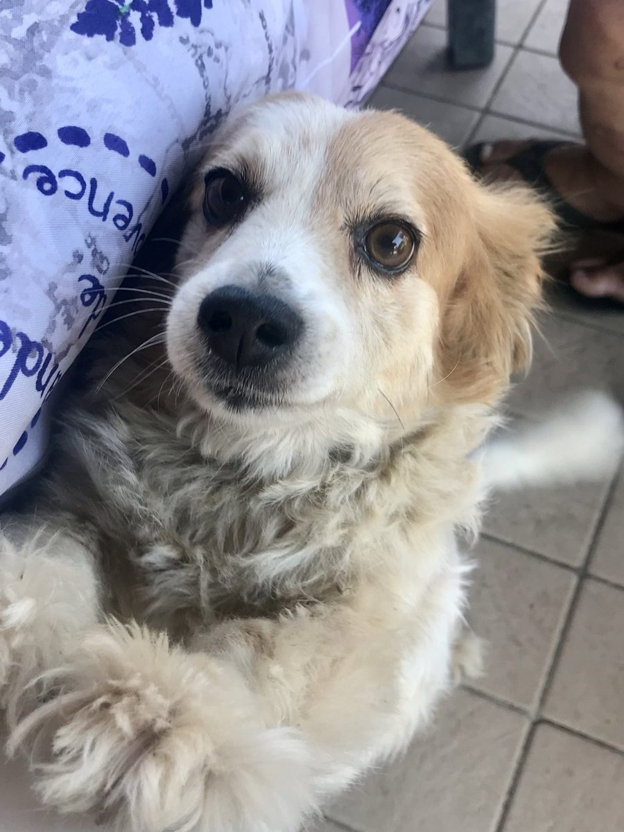 94tslvr's tweet photo. 3 anni fa è morto il mio cane, quel giorno ho pianto talmente tanto che mi è venuto un attacco di panico e ancora oggi non riesco a non pensarci senza piangere. la gente che non ha animali non capisce che sono parte fondamentale della famiglia, e perderlo è devastante. mi manchi https://t.co/HJye010qrB