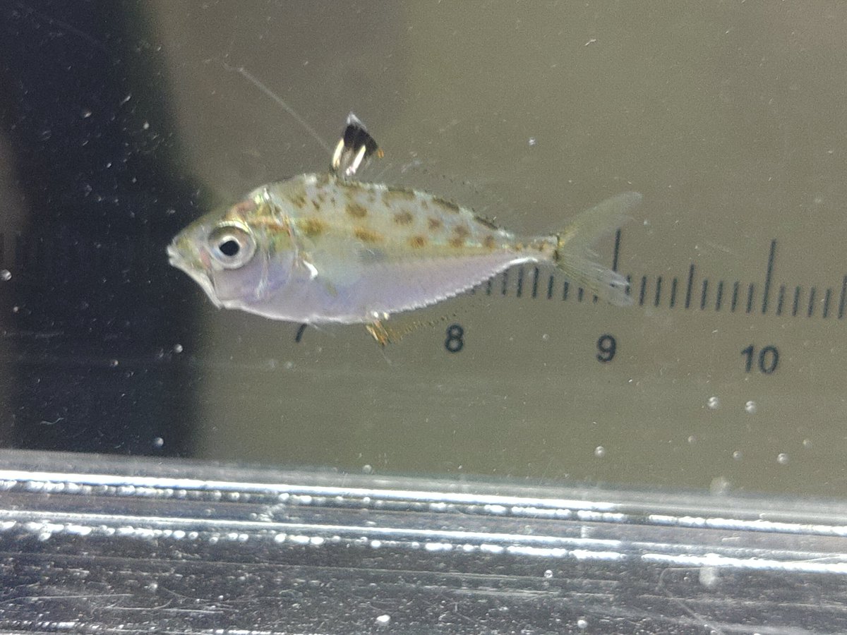 katochanpe_2's tweet photo. ヒイラギ幼魚。初採集。
汽水湖に流入する小河川の下流域でガサガサしてたら捕れた。瀬より上流で、ほぼ淡水。
不思議な魚だなぁ。クロサギと似てるかと思っていたけど、体色も泳ぎ方の雰囲気も全然違う。 https://t.co/rHI7hCgR2s