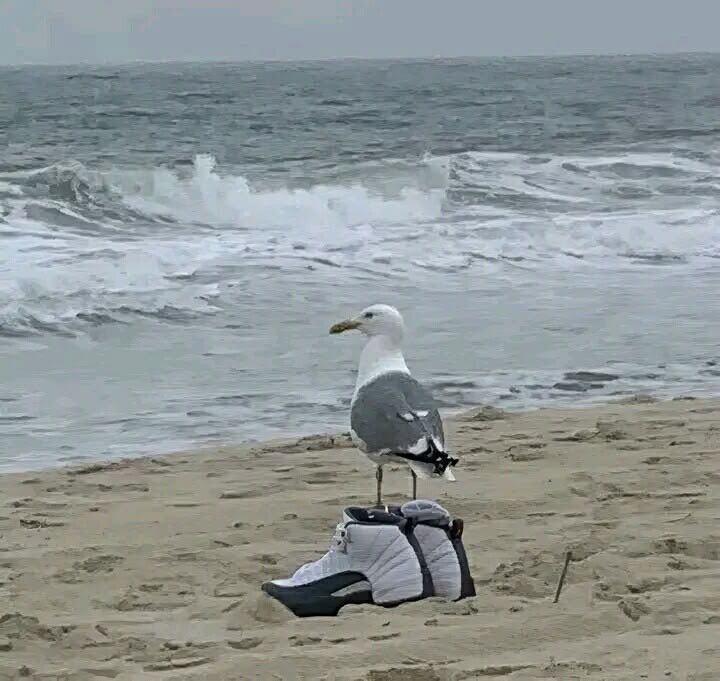 mici_faramustar's tweet photo. I LOVE SEAGULLS ٩(ᐛ)و
( the hats were a pain in the 𝒶𝓈𝓈 to draw)
#furry #art #drawing #OC #birds #sea #digitalart https://t.co/rKUyqiYjI1