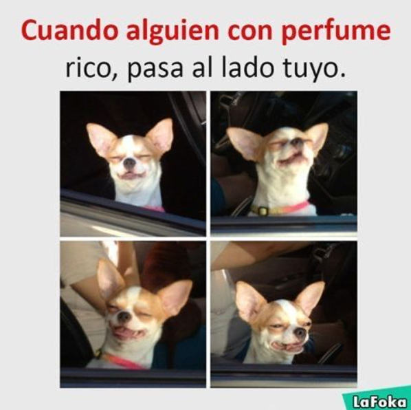 viralenguas's tweet photo. #memesdaily
#humorviral
#mexicohumor
#explore https://t.co/ltRGwKw2r0