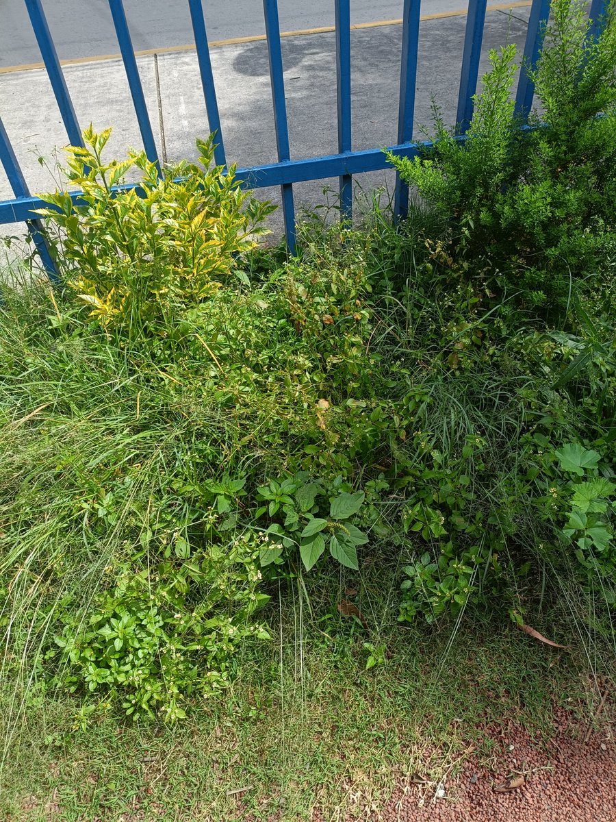 fladiball's tweet photo. @Alcaldia_Coy @CoyoacanDenunci Urge poda en deportivo culhuacanes en ac. Taxqueña, ya parece terreno baldío 😔 https://t.co/mf5cGRIPyk