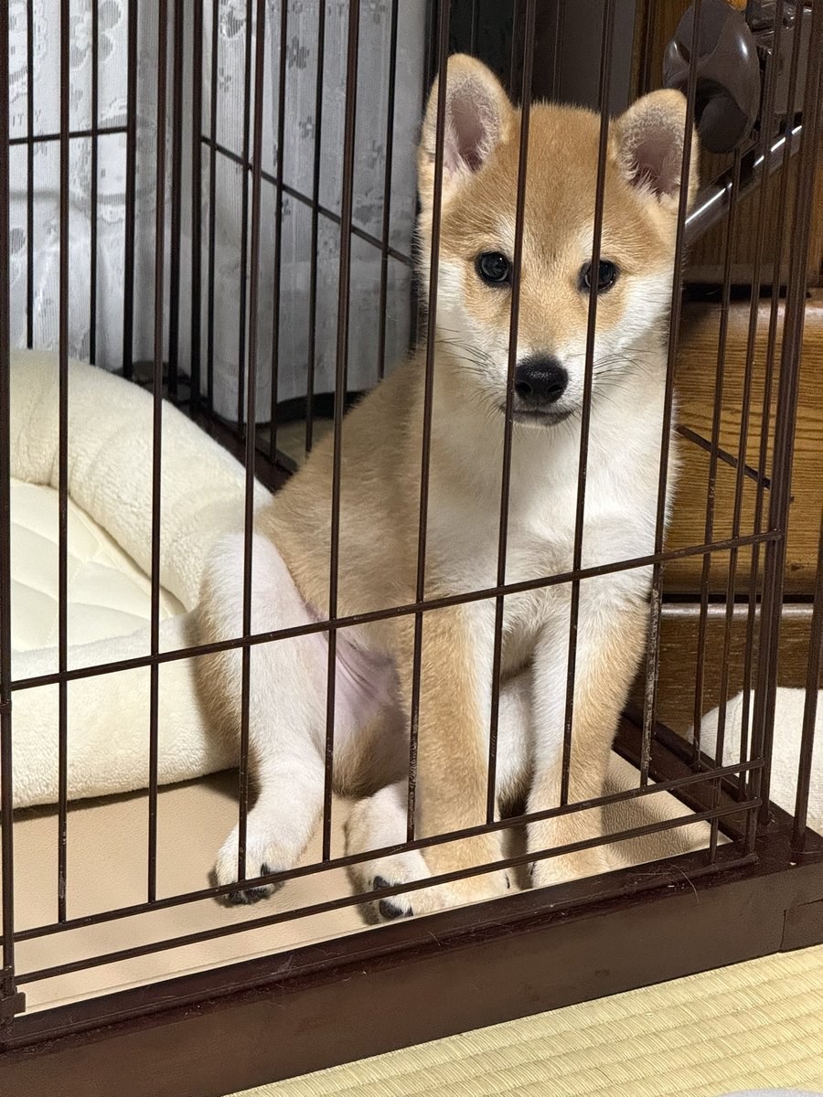 doomer_83's tweet photo. 左:うちに来て初日　右:今日

お、お前1ヶ月でこんなデカなるんか。 https://t.co/5gbH0HvZOD