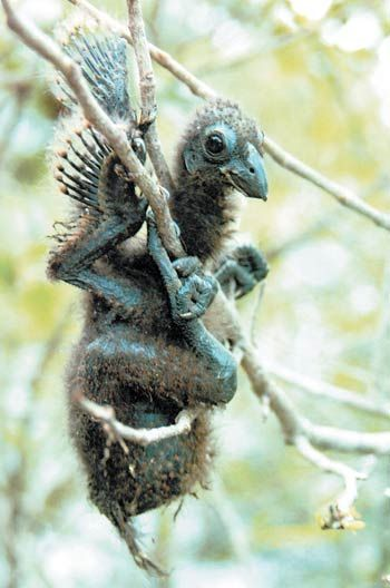 ZloNoNameSov's tweet photo. There is a bird with quadrupedal chicks that use their wings to grasp branches.

The Hoatzin is literally just an archeopteryx with a more developed beak 
it's alive RIGHT NOW https://t.co/bPUfoGqtxW