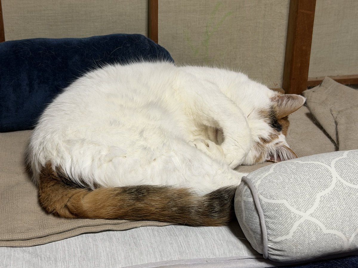 skpcats's tweet photo. まぶちぃ https://t.co/sjiQ9snZx3