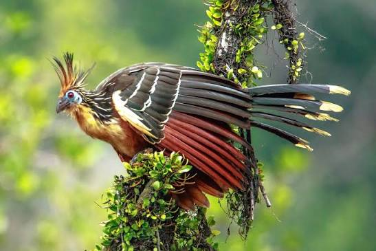 ZloNoNameSov's tweet photo. There is a bird with quadrupedal chicks that use their wings to grasp branches.

The Hoatzin is literally just an archeopteryx with a more developed beak 
it's alive RIGHT NOW https://t.co/bPUfoGqtxW