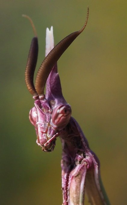 NightSkyToday's tweet photo. 🚨: The Conehead Praying Mantis probably the craziest insect you have seen all day! https://t.co/wvnV14Y23L
