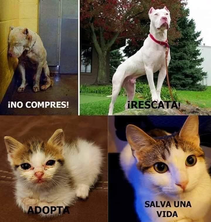 ManuSaenzVolvio's tweet photo. Adopta, no compres! https://t.co/7hoMnSAkLh
