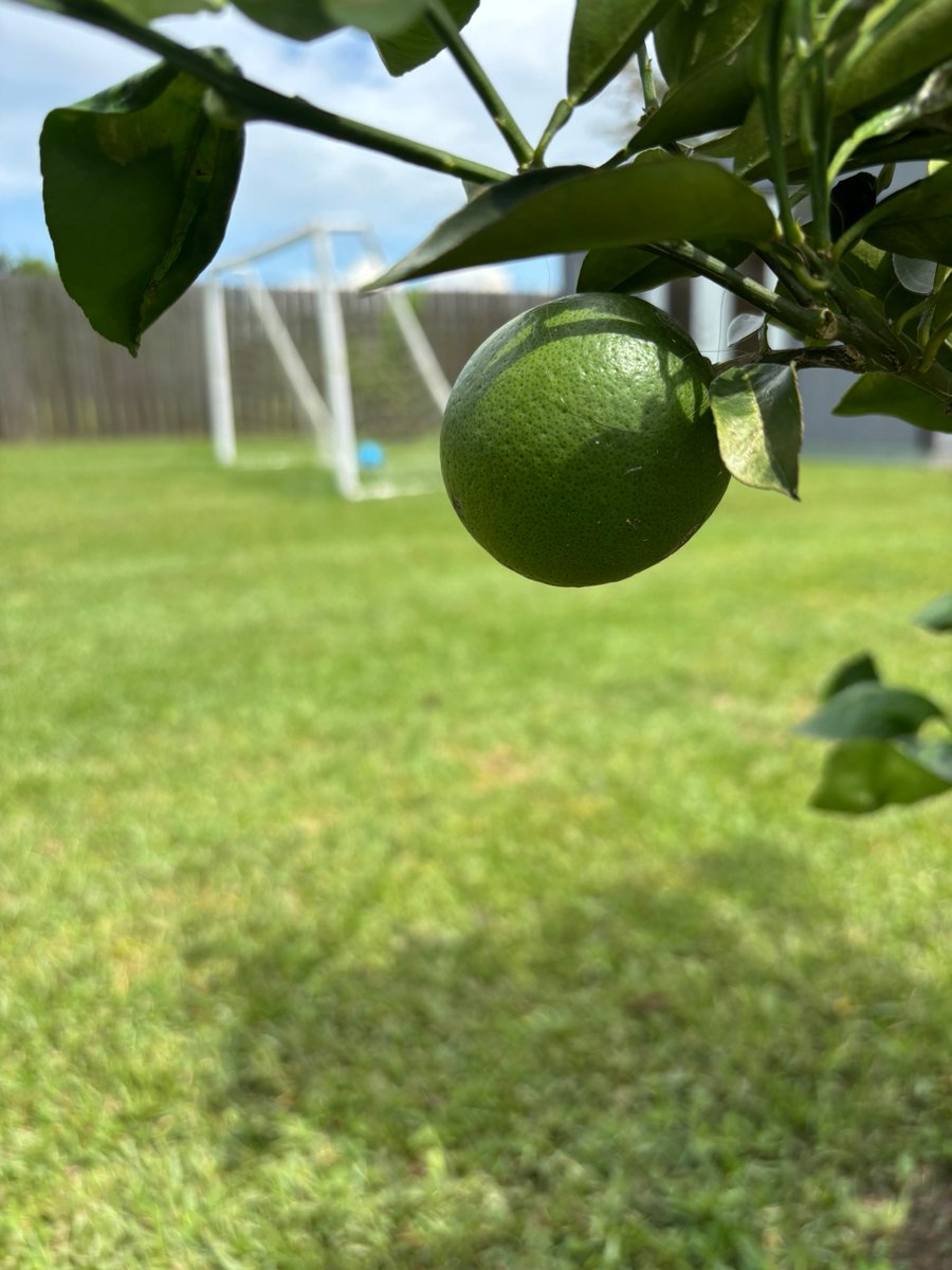 Junivers14's tweet photo. 🍊 https://t.co/qO4jENo1l6