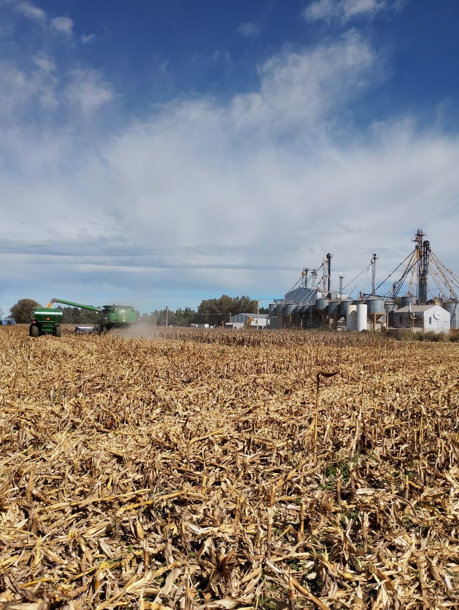 TinagoAB's tweet photo. Calidad desde el origen. 🌽

No es solo maíz, es la materia prima de tu producción. Controlamos el proceso desde la cosecha para garantizarte un alimento de primera calidad.

De nuestro campo, directo a tu campo.

#TINAGO #Maiz #CalidadDesdeElOrigen #AlimentosBalanceados #Cosecha https://t.co/Yx4UOQpLtT