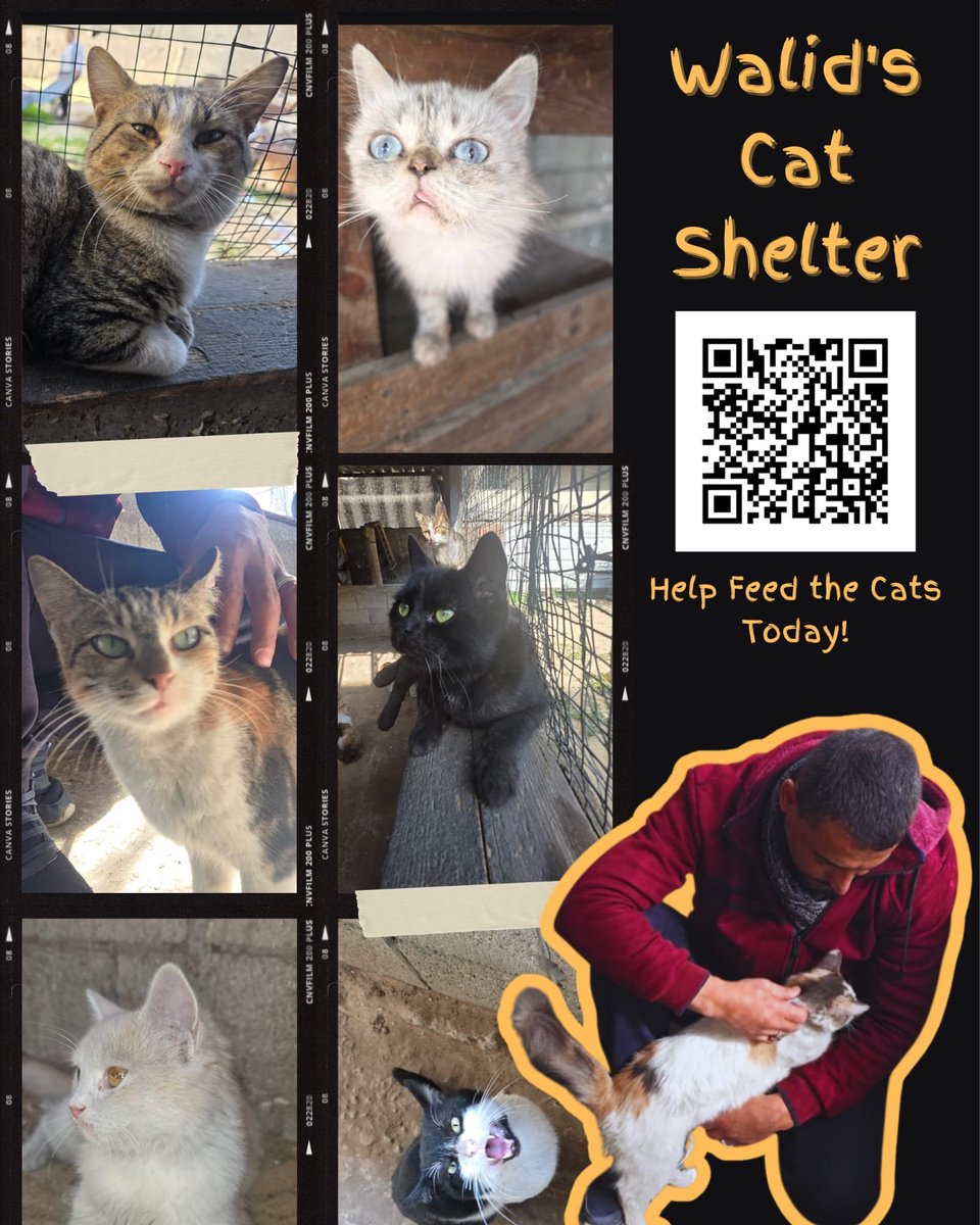 LoverHomeless's tweet photo. 🫂🆘️🐈Our Cat Shelter (and for our new dog)+ My Family's Funds 
🐾🐈🥺🫂https://t.co/2GC5exChC8 

Our Cruelty Free Kitchen + Camp
🫂🙏🇵🇸https://t.co/fIVCEUy1Da 

Paypal (For faster access - please write if you'd like it to go to the Camp or the Cats) 🆘️🫂🙏🐈⛺️🇵🇸💚🚨 https://t.co/8aUxM3V0X7🐾🐕🇵🇸🐈🙏🫂