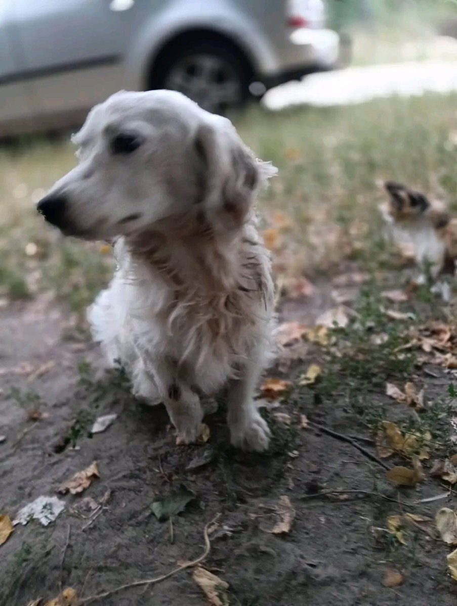 Proskoviia's tweet photo. 📍 Ніжин

🏠 Шукає родину маленький хлопчик 🐾❤️

Малюк дуже чекає на своїх людей і люблячий дім.

📞 Телефонуйте: 067 281 3829

🙏 Будь ласка, поширте оголошення — можливо, саме ваш репост допоможе йому знайти родину. https://t.co/gbk2Ak4bfh