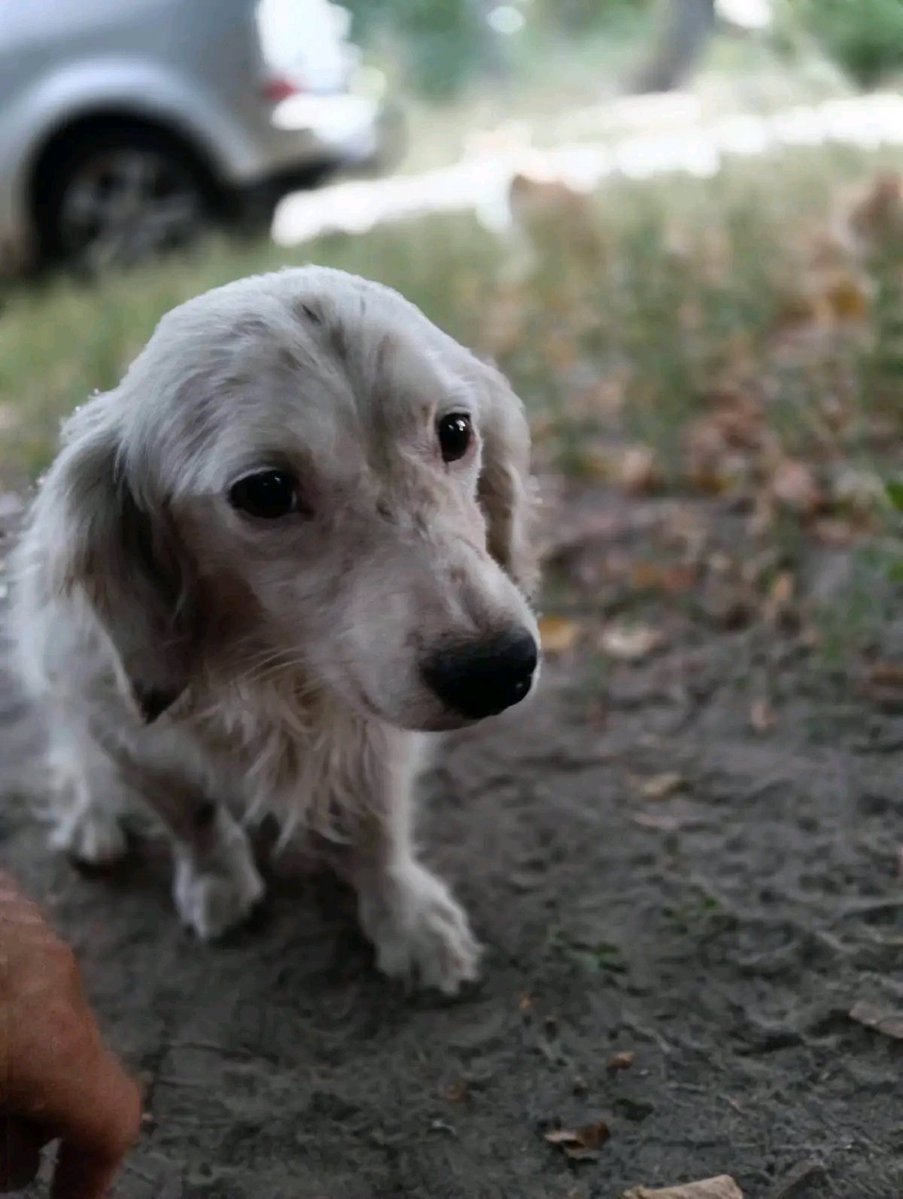 Proskoviia's tweet photo. 📍 Ніжин

🏠 Шукає родину маленький хлопчик 🐾❤️

Малюк дуже чекає на своїх людей і люблячий дім.

📞 Телефонуйте: 067 281 3829

🙏 Будь ласка, поширте оголошення — можливо, саме ваш репост допоможе йому знайти родину. https://t.co/gbk2Ak4bfh
