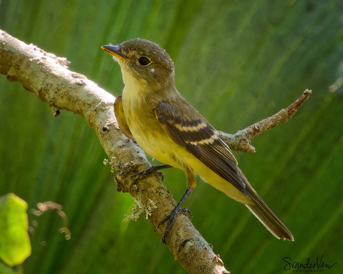 ItakeBirdPics's tweet photo. Alder or Willow Flycatcher, but most likely Alder based on the location. Quintana Neotropical Bird Sanctuary in Texas, USA, 08/30/2026 #flycatcher #birdphotography #naturephotography https://t.co/epAkNgW5Zf