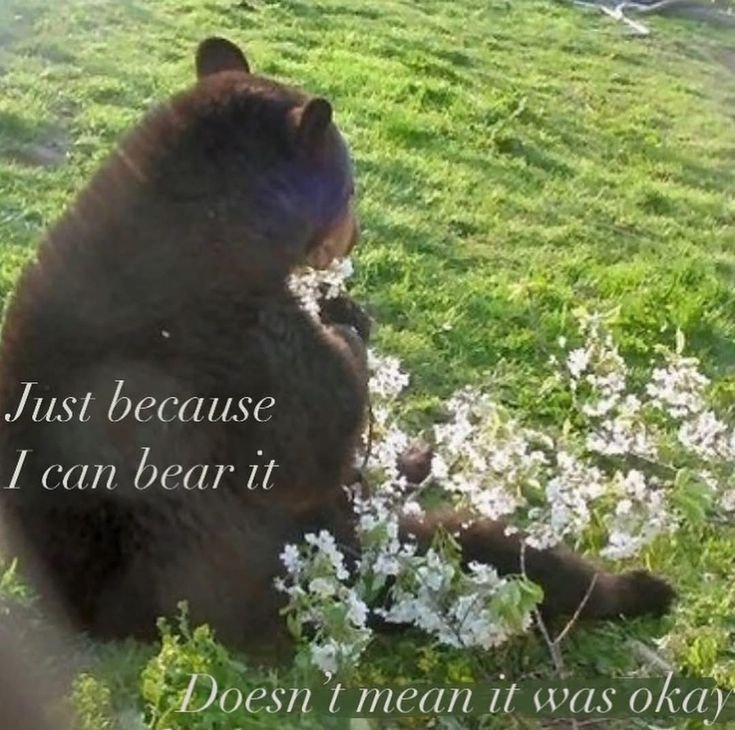 Bear1nCrisis's tweet photo. https://t.co/uRMZpN7qPH