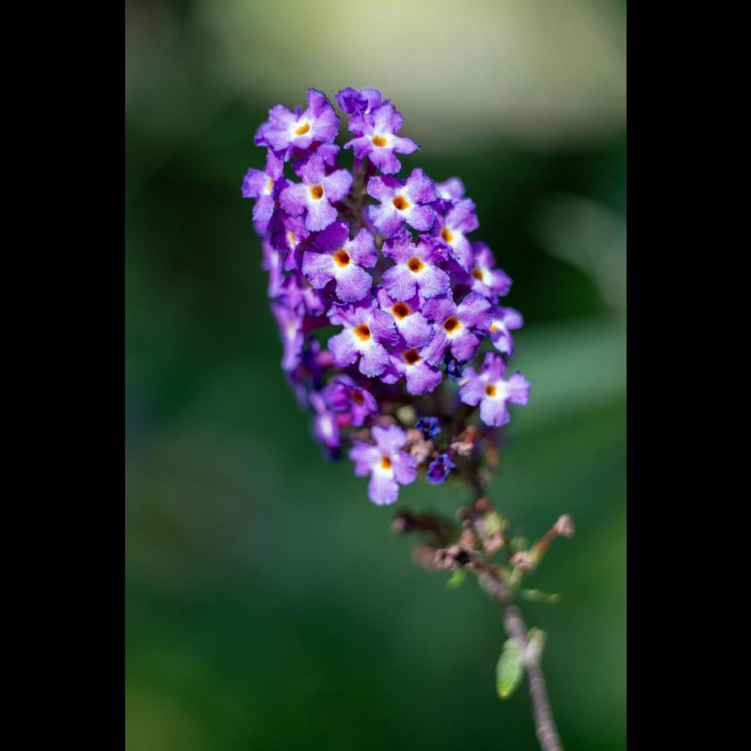 DrGuyPhoto's tweet photo. Macro shots of butterfly bush flowers (Buddleja davidii) at Longwood Arboretum, Wayne, NJ. Pictures were taken using a Nikon D610 DSLR, a Sigma 70mm f/2.8 macro lens, and Kenko macro extension tubes. https://t.co/d2AU7uGthA