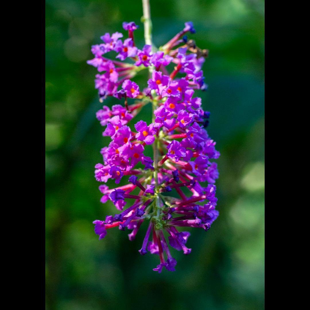 DrGuyPhoto's tweet photo. Macro shots of butterfly bush flowers (Buddleja davidii) at Longwood Arboretum, Wayne, NJ. Pictures were taken using a Nikon D610 DSLR, a Sigma 70mm f/2.8 macro lens, and Kenko macro extension tubes. https://t.co/d2AU7uGthA