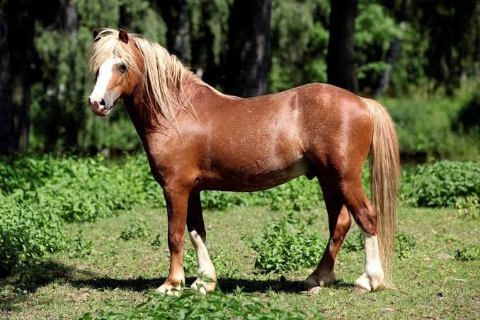 Dailyihak's tweet photo. Day 10 of posting a pony every day till we get an official art of Kang Yihak!! https://t.co/BQgzQublZH