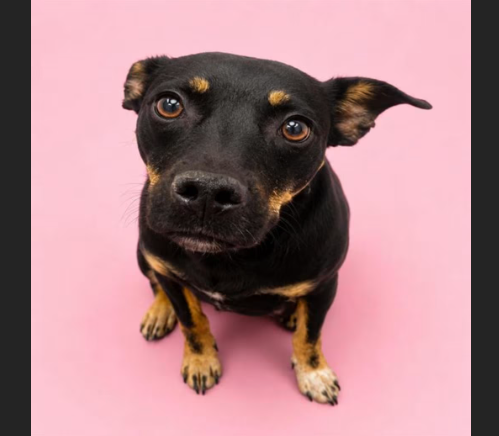 HollywoodDogs's tweet photo. Sasha, a 2-year-old Rottweiler/Pit Bull at an overcrowded shelter in #Hesperia, #CA, is in IMMEDIATE need of adoption, a foster home, or rescue https://t.co/Lb3VJKVn9L #URGENT #Rottweiler #PitBull #AdoptableDogofDay 🐶 https://t.co/tLRjaM4700