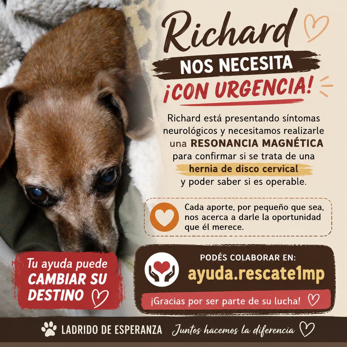 AAnimal60696's tweet photo. Tenemos el turno el miércoles para la resonancia ! No podemos esperar, es la única forma de saber que  es lo que esta provocando la tetraparesia y ver que solución tiene ! El costo es de $400 MIL 
Todo suma y es más que bienvenido 🙏
@aaguvolpato https://t.co/rZdfqZk3uJ