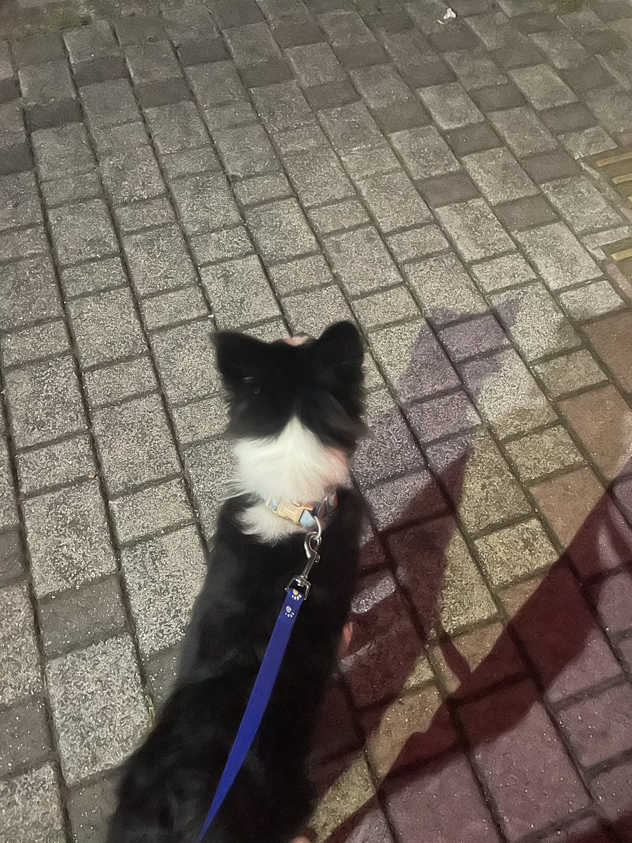 hanami_nami73's tweet photo. トニーの散歩が様になってきた！！
これからたくさん散歩したりおでかけしような🥰 https://t.co/2by9N4Nyhq