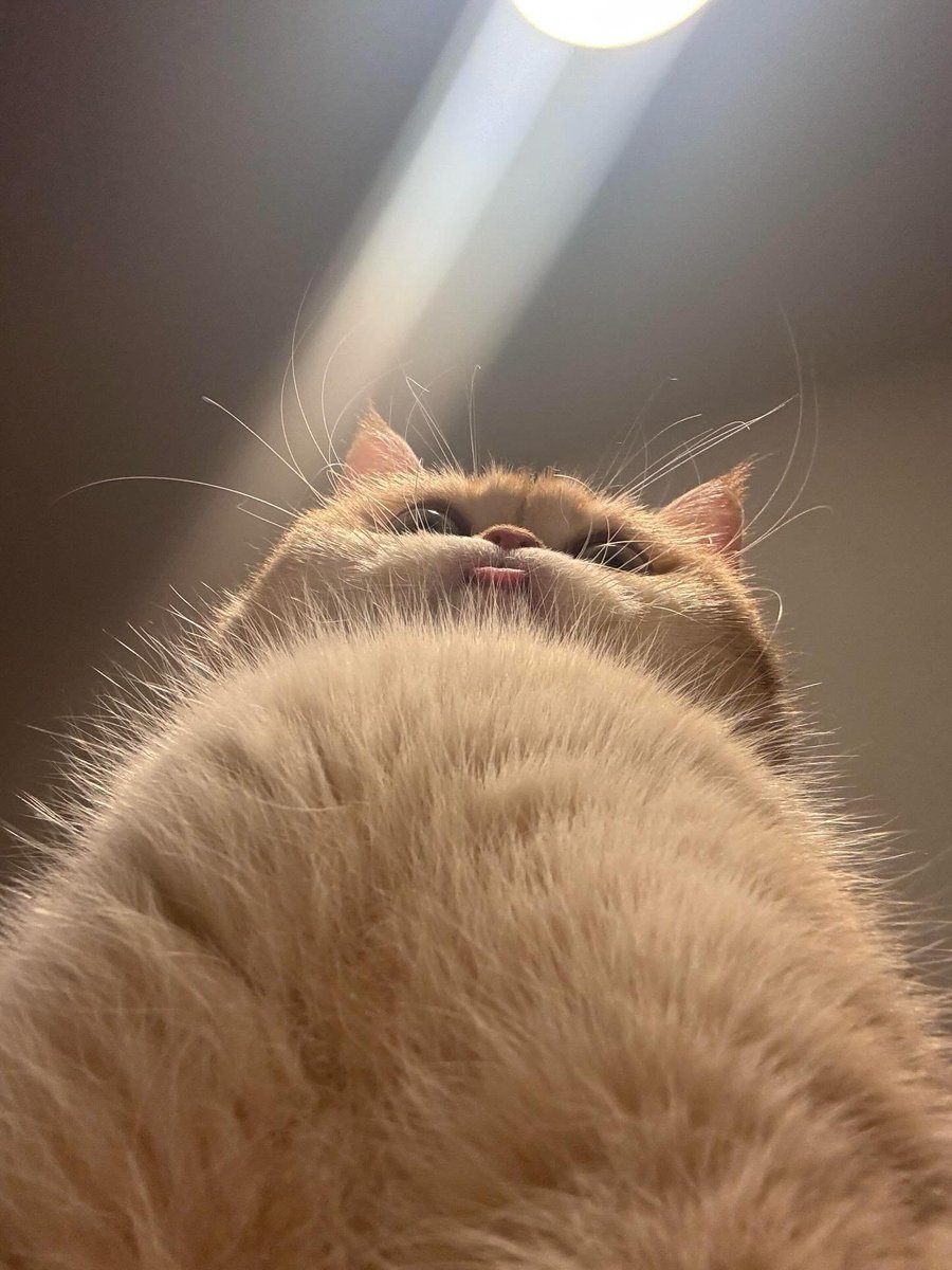 Cutecatpost's tweet photo. https://t.co/P69nLKgbKk