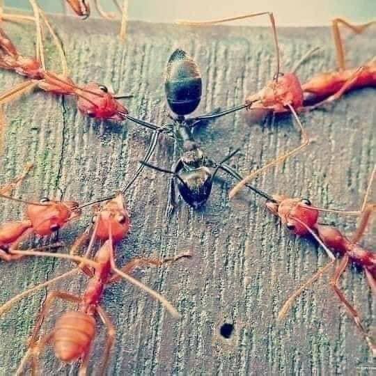 bdelhmdalmhryy's tweet photo. عندما تأخذ 100 نملة سوداء و 100 نملة حمراء
وتضعها في وعاء زجاجي وتقوم بهزها بعنف فسيبدأ النمل الأسود والأحمر بقتل بعضه البعض ضنأ من كليهما أن الآخر هو العدو؟ بينما العدو الحقيقي هو الشخص الذي هز الوعاء

هكذا تعمل #السعودية في #اليمن تشب نار الفتن والمشاكل بين ابناء الجنوب والشمال https://t.co/bbTMHoze6E