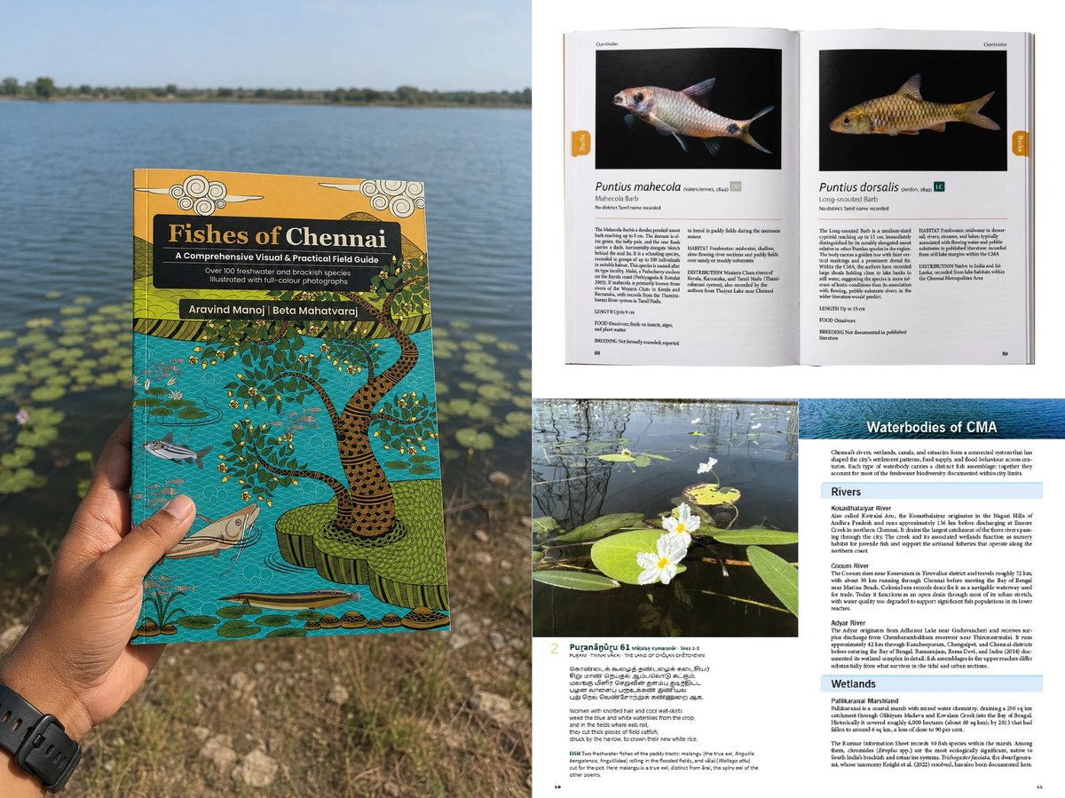 FishInTheNews's tweet photo. #FishBook - 'Fishes of Chennai – A Field Guide to Chennai's Freshwater and Brackish Fishes' by Aravind Manoj & @Meenkaran1 (Beta Mahatvaraj) explores the city's long cultural connection with fish, including their presence and importance in ancient Tamil literature. This is the first field guide to the fish of Chennai's rivers, lakes, temple tanks, and estuaries, with more than 100 freshwater and brackish species, photographed live, many for the first time. Really does look like a fascinating book!

Available for preorder now at: https://t.co/khANCYXXSh

Rs ₹1,500 with free shipping in India. Shipping costs are calculated internationally on the order form.

Shipping is expected in the first week of September 2026. 

𝗪𝗵𝗮𝘁𝘀 𝗶𝗻𝘀𝗶𝗱𝗲
- More than 100 freshwater and brackish species, each with its own feature page.
- Over 125 photographs, sent in by anglers and naturalists across India.
- Fish grouped by body shape, so you can match one to a photo in the field.
- Size, diet, breeding, habitat, range, and conservation status for every species.
- Native, translocated, introduced, and invasive fish clearly marked.
- A scientific checklist, a glossary, the meaning behind each name, and full references.
- The bigger picture: habitat loss, pollution, and the people protecting Chennai's waters.
- References to fish in ancient Tamil literature (Sangam texts), connecting species to Tamil cultural history and mythology.

#Chennai #FishBook #AquariumBook #AquariumBooks #Tamil #India #Fishes #Mythology