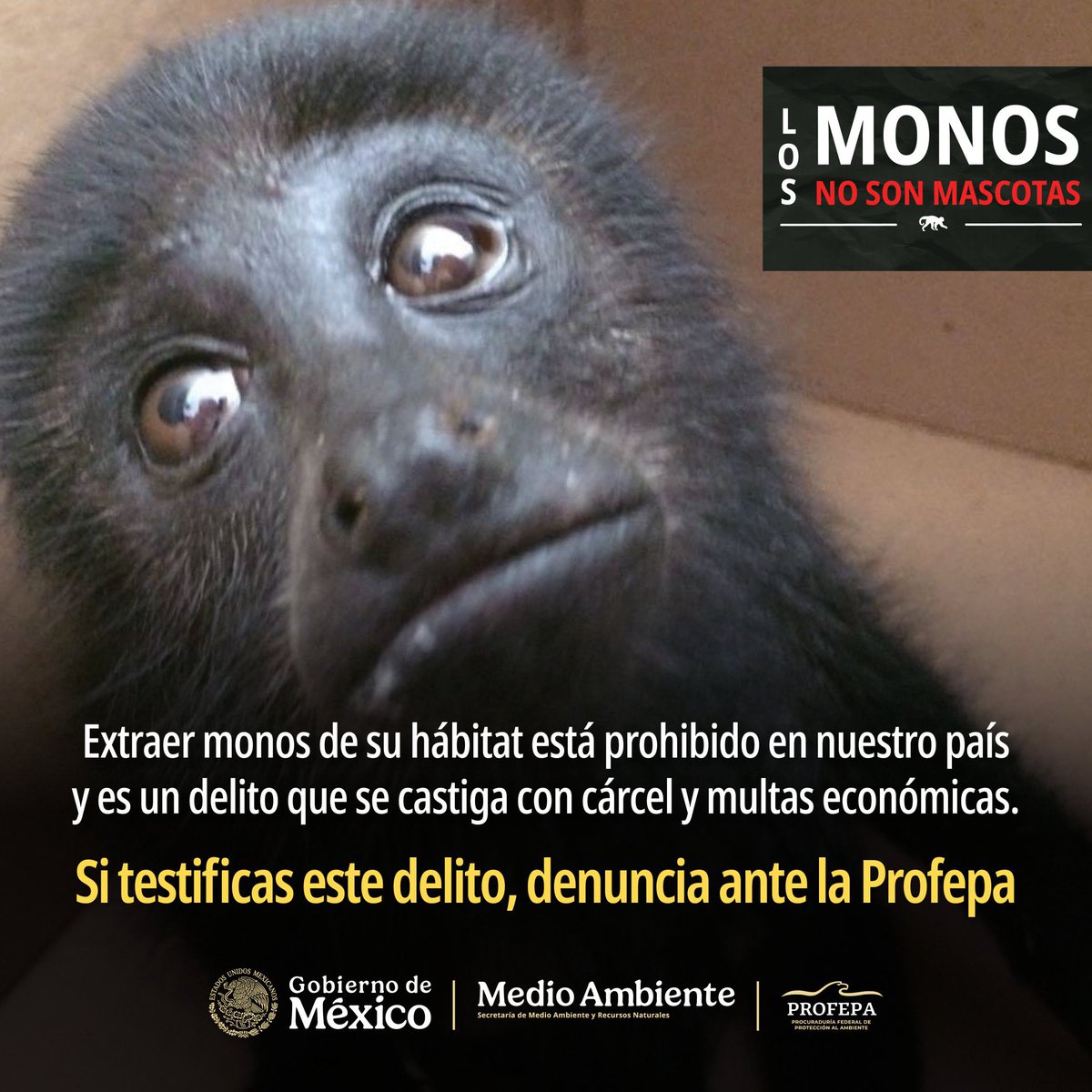 marianoosorio1's tweet photo. “Los monos no son mascotas”

Profepa alerta sobre el delito que es la extracción, posesión y comercialización ilegal de monos.

“Representa una amenaza directa para la conservación de esta especie”.

Para denuncias pone a disposición el número 800 776 3372 https://t.co/qqtQeaXI1n