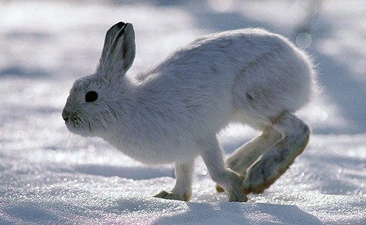 misandristmars's tweet photo. i love hares especially snowshoe hares look at those big ass feet https://t.co/jjw9O8WWnD