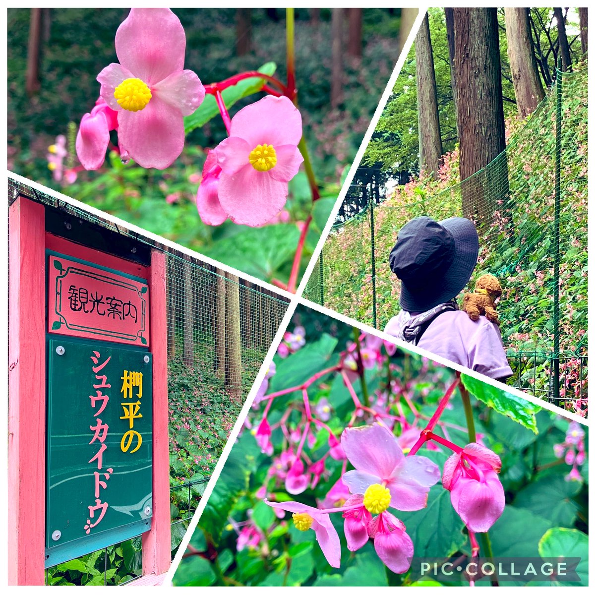Nikusatomi's tweet photo. おはよう⛰️芭蕉の句にも歌われた秋の訪れを告げる、ときがわ町椚平の秋海棠💕約7,000㎡に約14万株の淡紅色の花が山影にひっそりうつ向加減で咲いています😊ベゴニア科の多年草で花言葉は「自然を愛す」「恋の悩み」「片思い」「未熟」🥰花自体は小柄でもこれだけ密集している秋海棠は見応えのあり💕 https://t.co/2ZA6PLa5s0